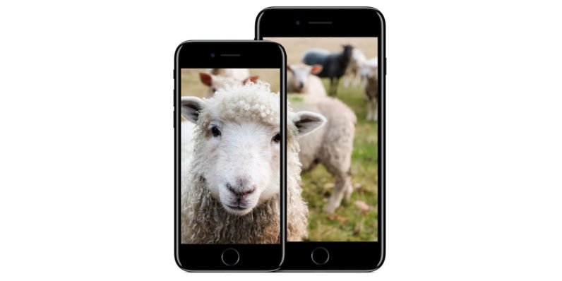 sheep iphone